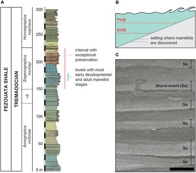 Early developmental stages of a Lower Ordovician marrellid from Morocco suggest simple ontogenetic niche differentiation in early euarthropods